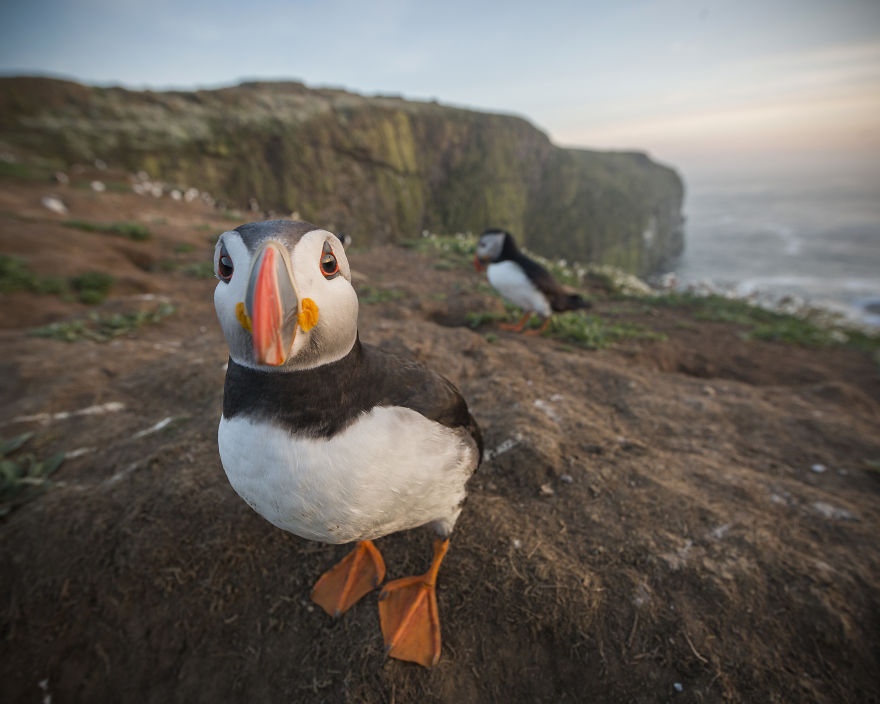  captured perfect puffin portrait can get 