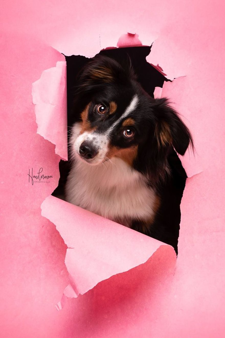 took pictures dogs posing through torn paper studio 