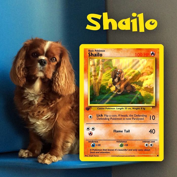 This Artist Transforms Any Pet Into Pokémon Cards