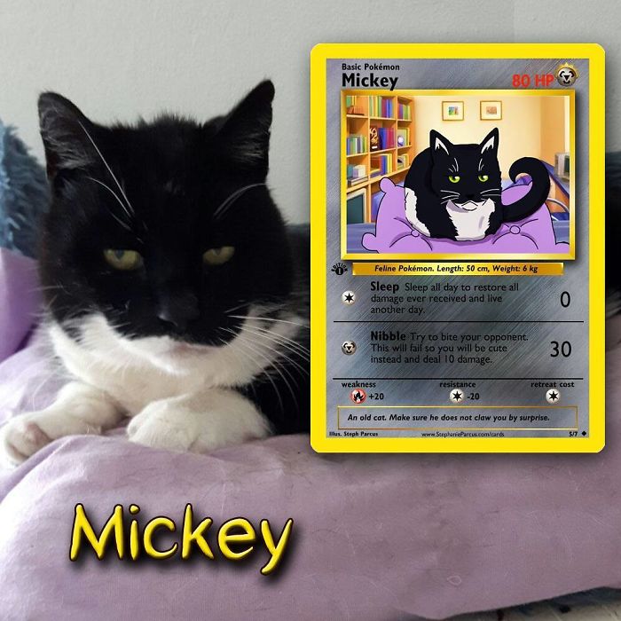 This Artist Transforms Any Pet Into Pokémon Cards
