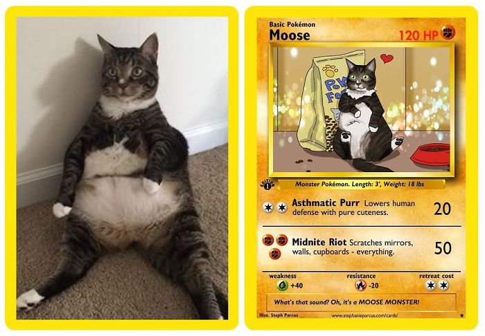This Artist Transforms Any Pet Into Pokémon Cards