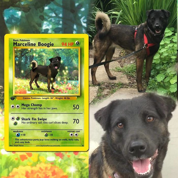 This Artist Transforms Any Pet Into Pokémon Cards