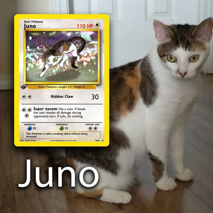 This Artist Transforms Any Pet Into Pokémon Cards