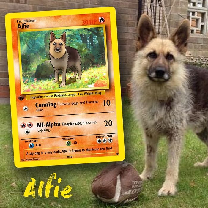 This Artist Transforms Any Pet Into Pokémon Cards