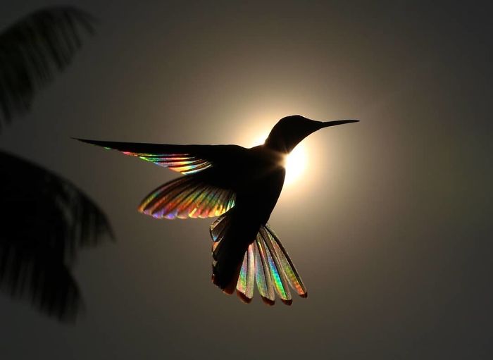 9 Magical Pictures Of Hummingbirds Wings Shining Like Rainbows