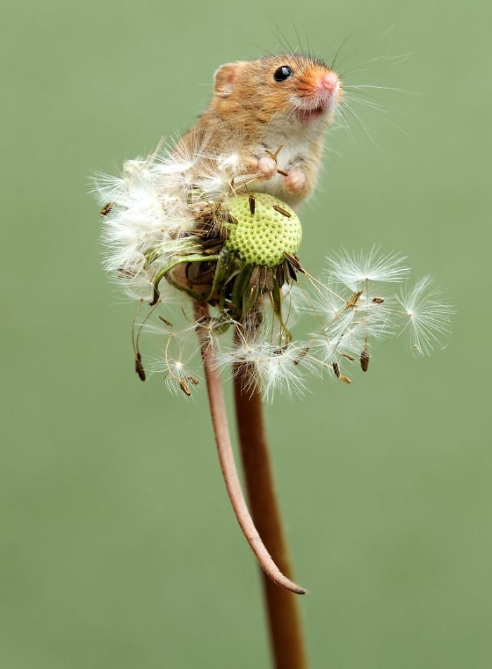  adorable photos harvest mice living their tiny lives 