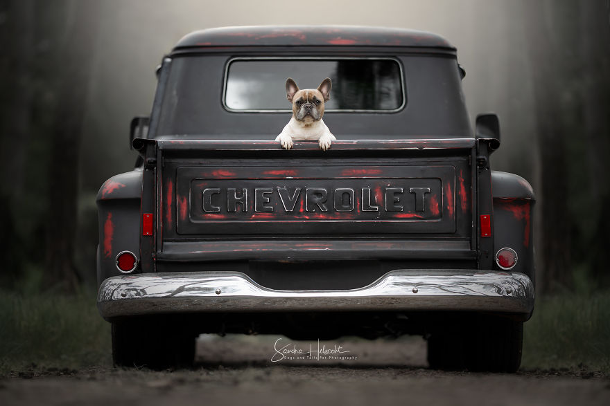 Dog Owners Are Buying Vintage Cars For Their Lazy Pets And Im Getting To Photograph Them