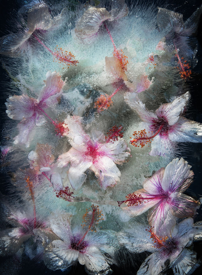  pics flowers captured encased ice 