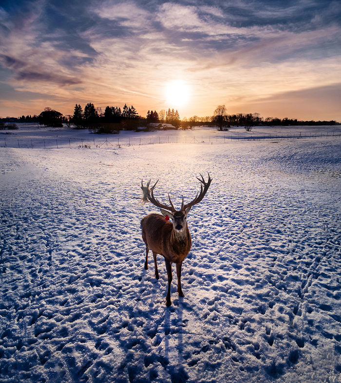  capture wild animals stunning landscapes lithuania using 