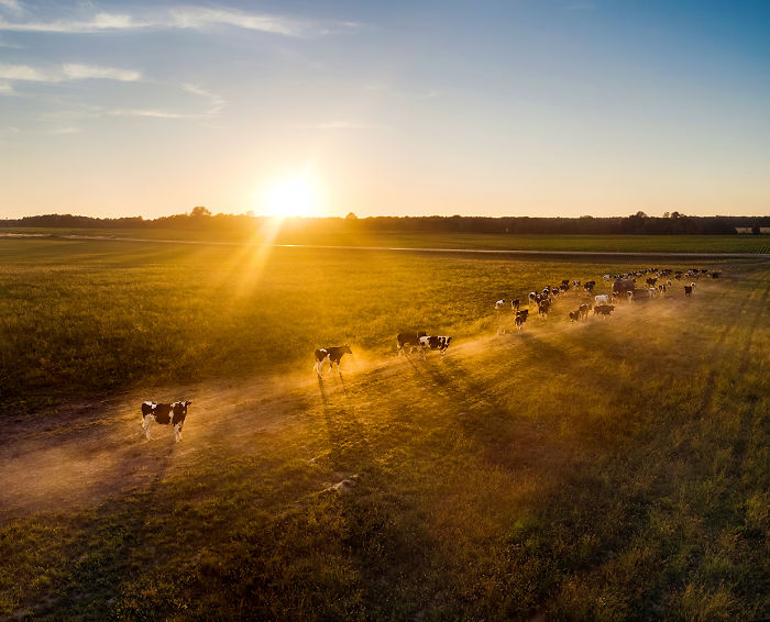  photograph landscapes animals lithuania using drone 