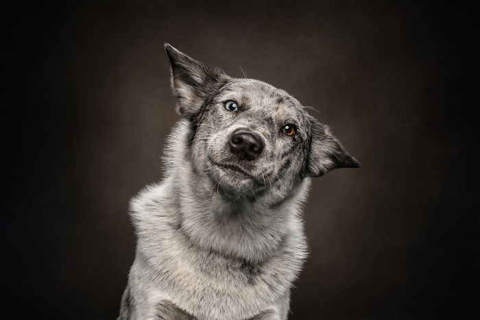 I Spend My Days Photographing And Chatting With Animals And Its The Best Job Ever (21 Pics)