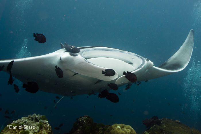 I Spent 2h Scuba Diving To Take These 21 Awesome Pictures Of Manta Rays