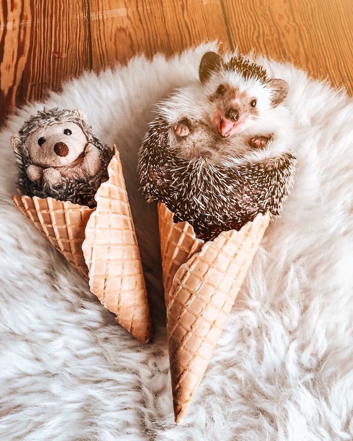 65 Pics Of Adorable Herbee The Hedgehog To Brighten Up Your Day