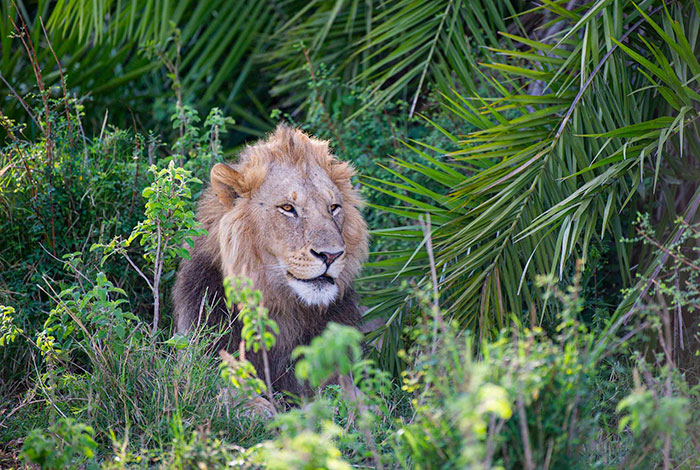  lion lets out huge roar giving photographer 