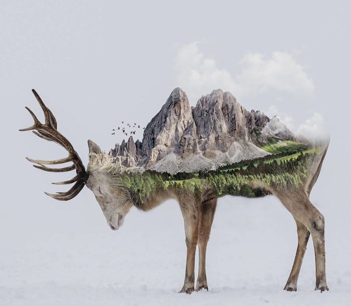 50 Surreal Animal Images By Aditya Aryanto