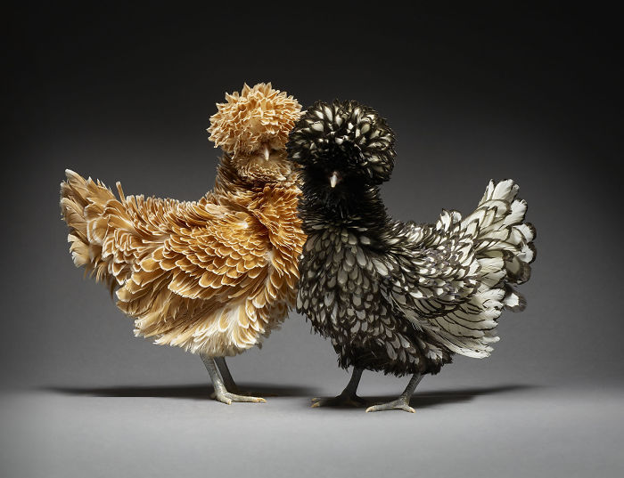 Our 24 Photographs Show Hundreds Of The Most Beautiful Chicken Couples
