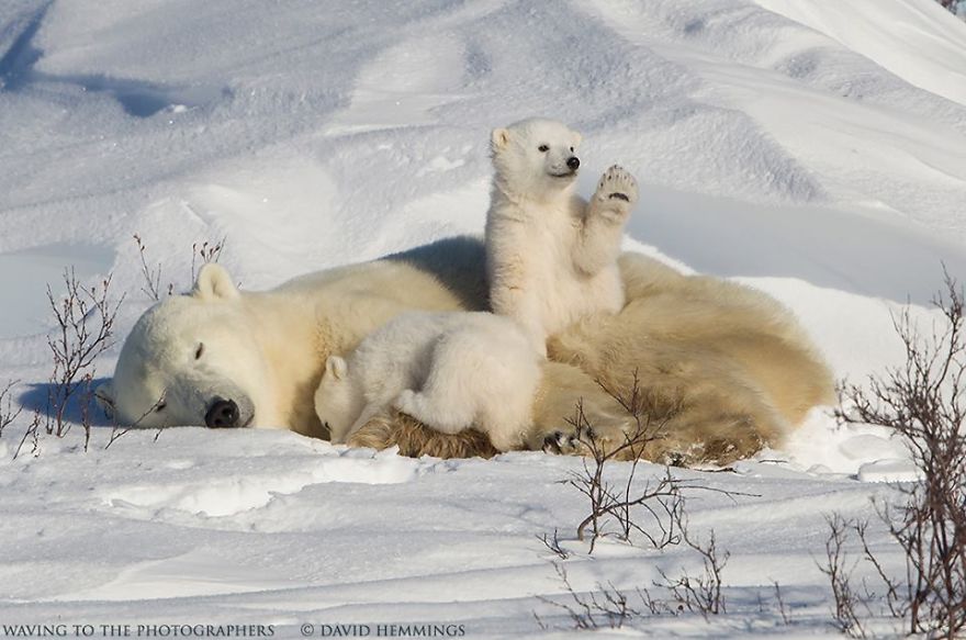  photographed amazing polar bears cubs wild 