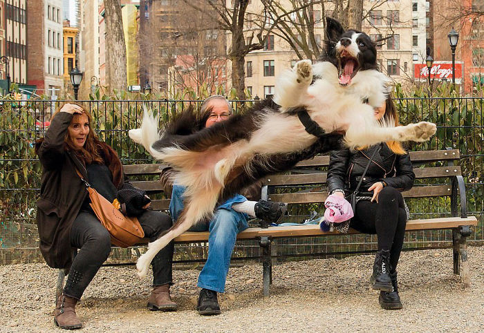 30 Amusing Dog Pics Captured By A Street Photographer Who Is A Pro At Spotting Perfectly Timed Moments
