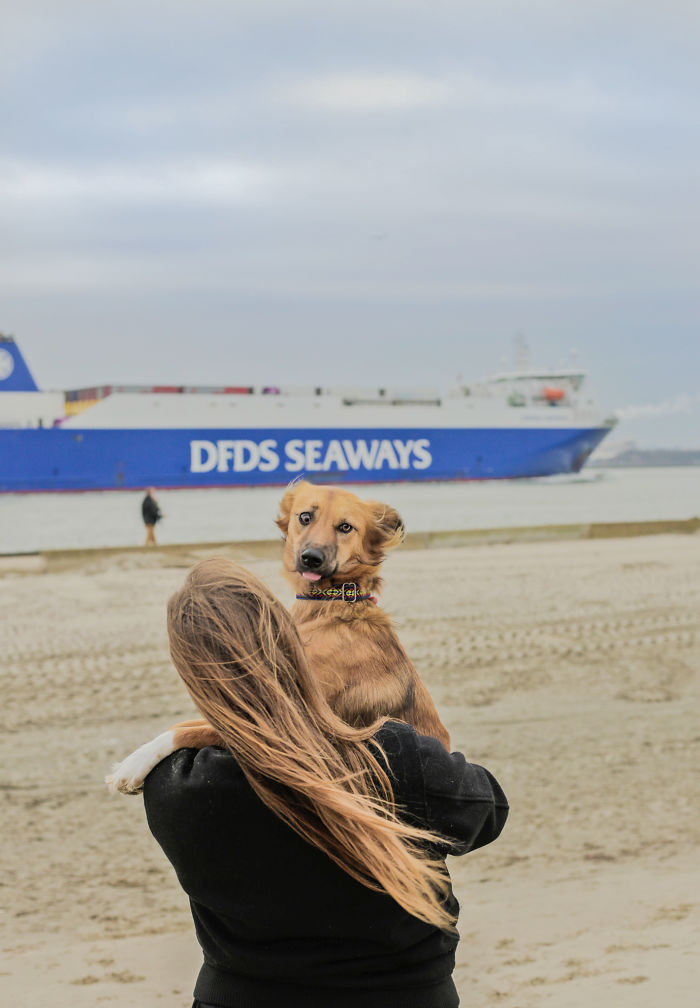 Dog-Outdoor