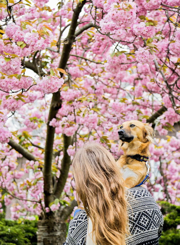 Blossoms In Our Rotterdam Street
