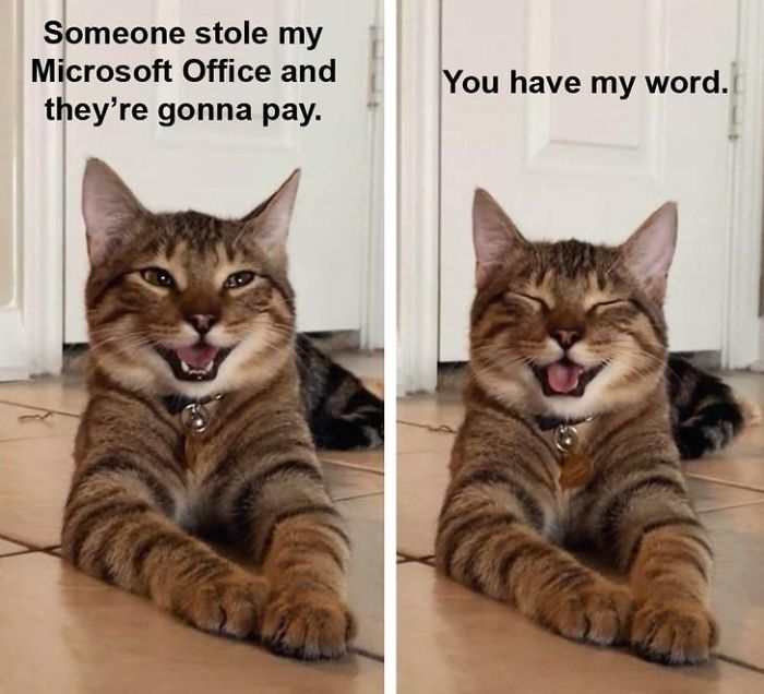Smiling Cat Goes Viral And Becomes A Meme For 'Dad Jokes ...