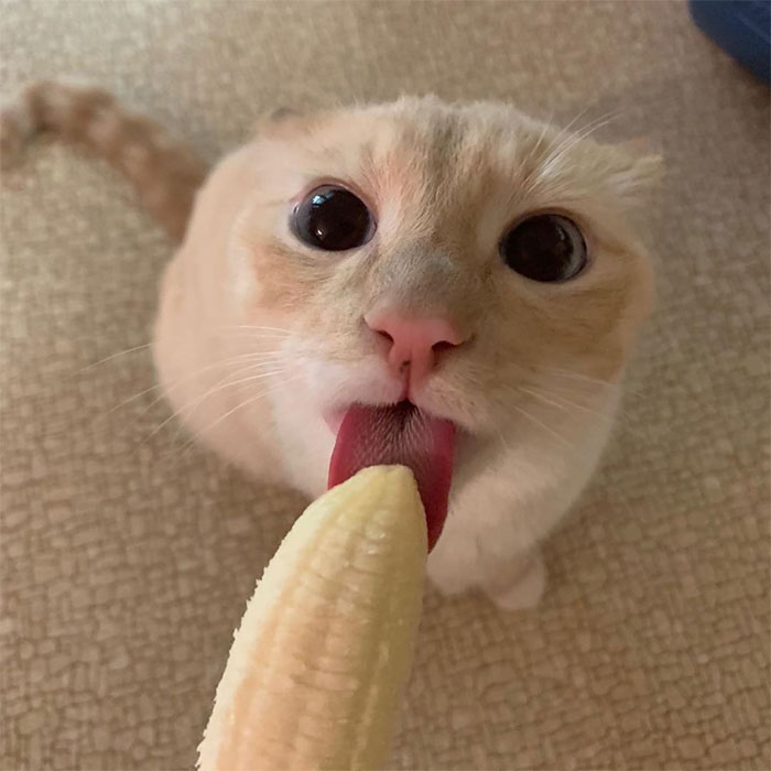  cat obsessed bananas always looks 