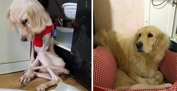  dog photos before after their life-changing adoption 