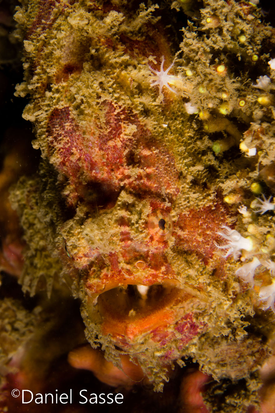  spent hours scuba diving photographing frogfish which 
