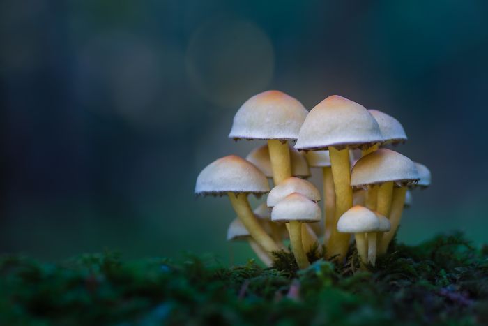 I Go To The Forest With My Camera To Capture The Fabulous Beauty Of Mushrooms