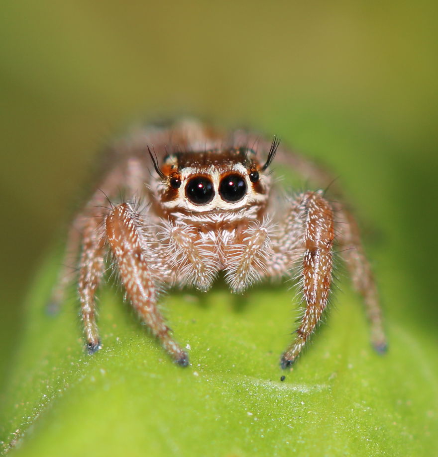  capture small world jumping spiders 