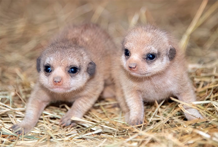 miami zoo shares meerkat baby photos enough 