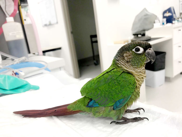  vet gives parrot wings after someone severely 
