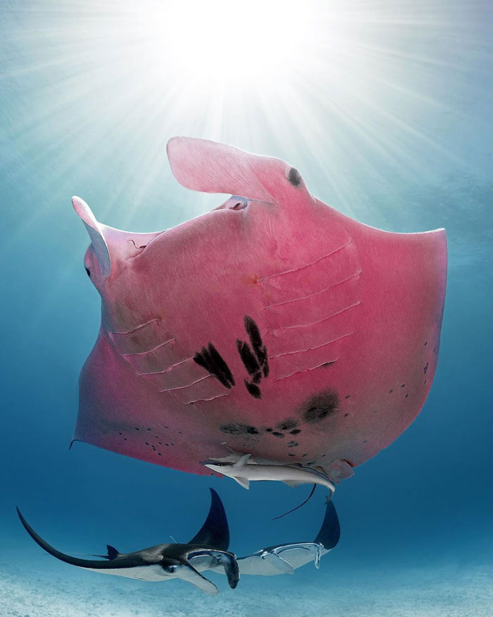  diver finds majestic pink manta ray rare thinks 