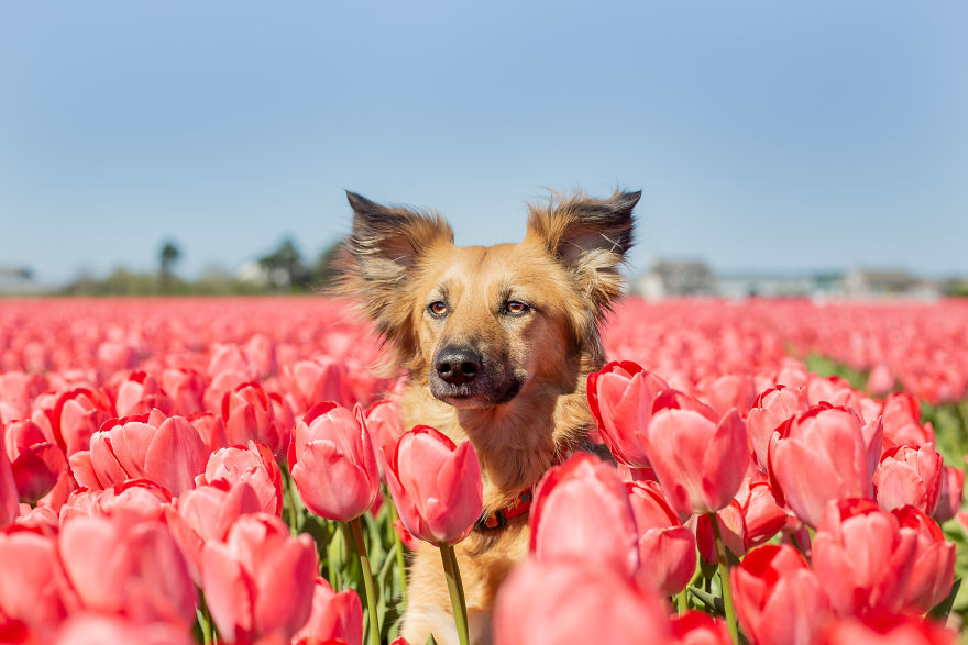 We Found Out My Traumatized Rescue Dog Feels Happy Among Flowers, So We Bring Her To All The Fields We Can Find