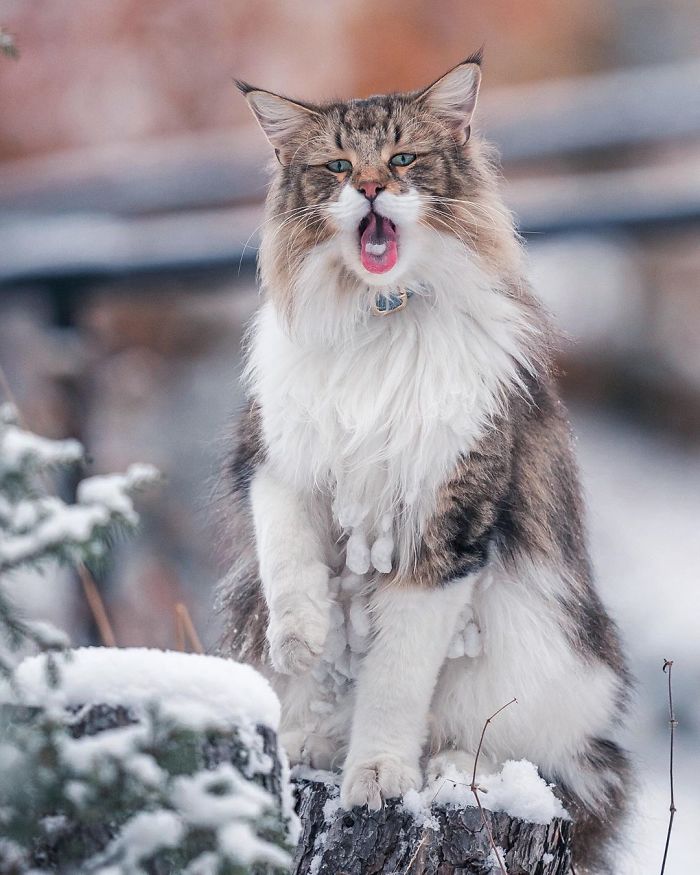  owners let their norwegian forest cat roam freely 