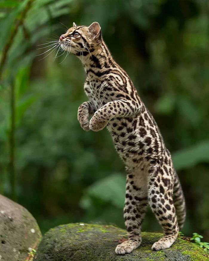 30 Beautiful Animals That I Found In Costa Rica