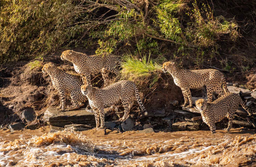  photographers get witness cheetahs crossing flooded river infested 