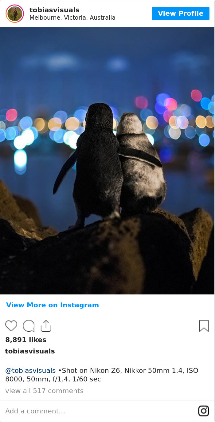  photographer captures shot two widowed penguins overlooking 