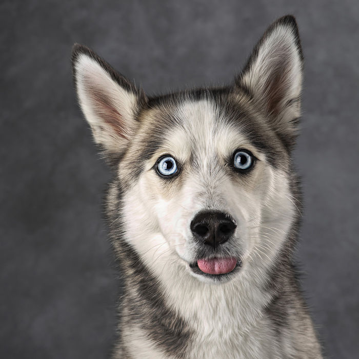 My 26 Pics Of Dogs Who Got A Little Tongue-Tied During Their Photo Session