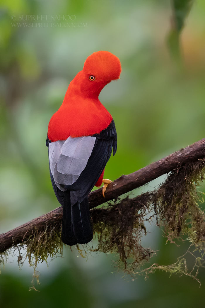 Here Are My 31 Pictures Of Ecuador-Exclusive Exotic Birds And Other Animals