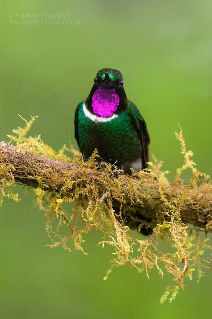 My 31 Pictures Of Ecuador-Exclusive Exotic Birds And Other Animals