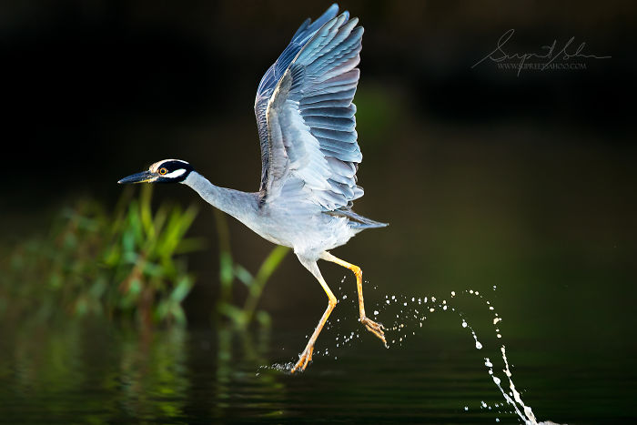 photographs beautiful colorful birds captured next water 