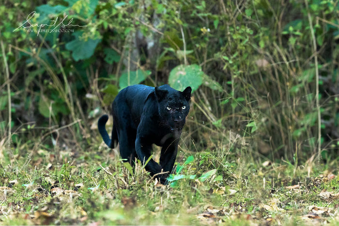 40 Beautiful And Elusive Animals I Found In India