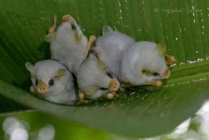I Ventured Into The Costa Rican Rainforest And Found These Cute Honduran White Bats (5 Pics)