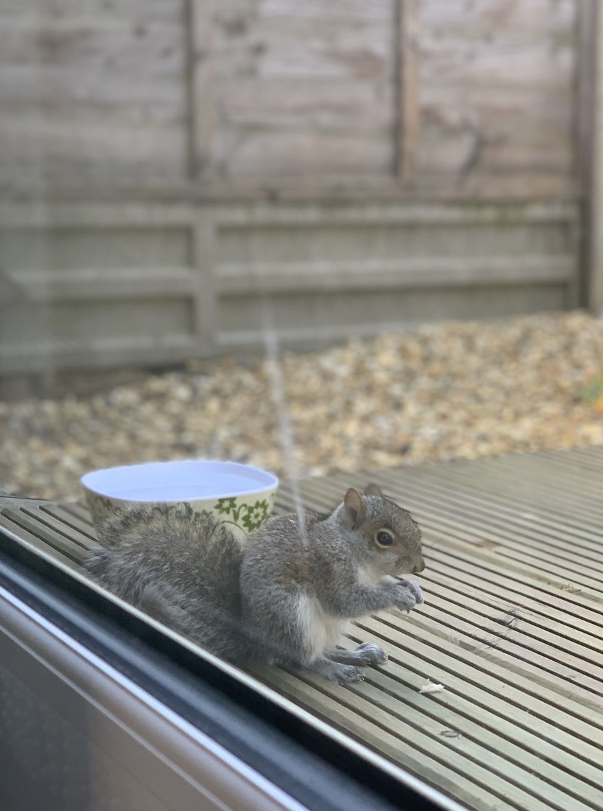 I Set Up A Picnic Bench For Squirrels In My Garden And Photographed Them During Lockdown (15 Pics)