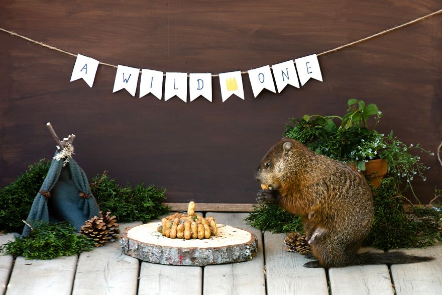  photographed mama groundhog stealing cake designed squirrels 