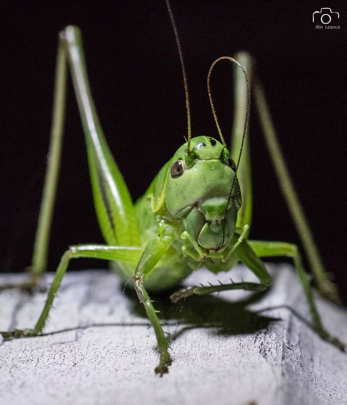 My 21 Photographs Show What The Life Of Insects Is Like
