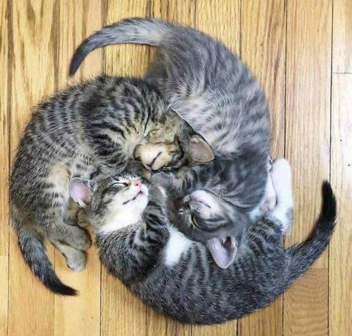 People Are Posting Cats Sleeping Together In The Weirdest Positions And Forming New Shapes (53 Pics)