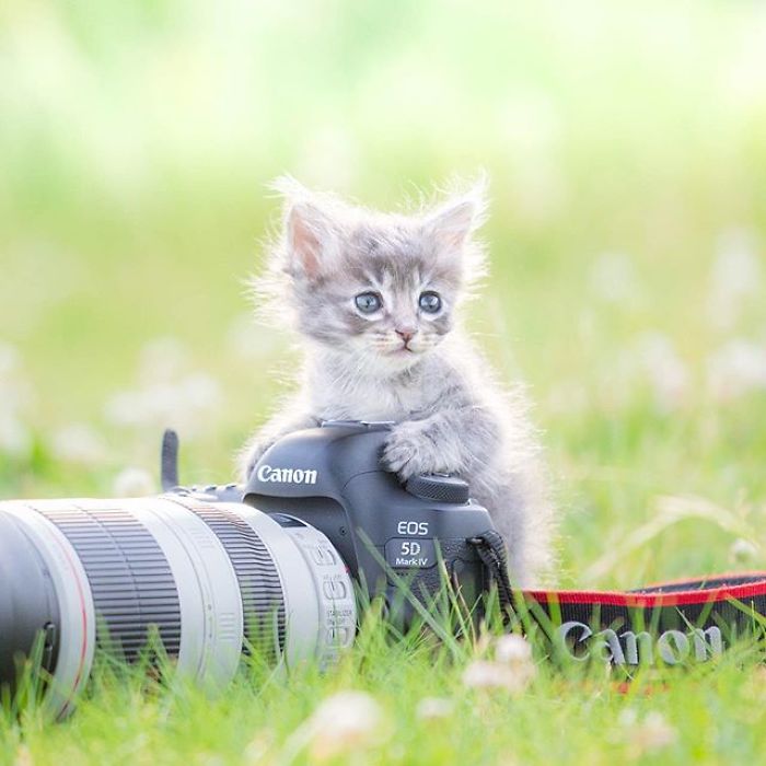  japanese photographer captures kittens playing cameras 