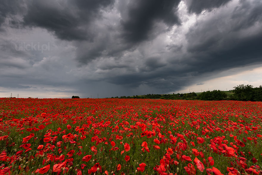  photographed poppy fields during storm pics 
